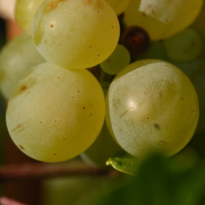 weisser Elbling Beeren nah 6
